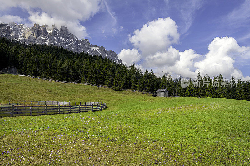 黄色的蒲公英花田，Toblach, Dolomites，欧洲阿尔卑斯山，意大利